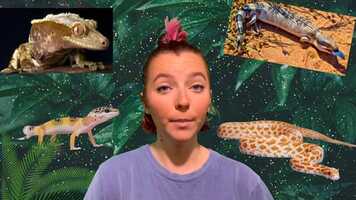 Free download 4 Best Reptiles Trailer video and edit with RedcoolMedia movie maker MovieStudio video editor online and AudioStudio audio editor onlin