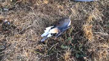 Free download 4c3 Mourning Dove ID video and edit with RedcoolMedia movie maker MovieStudio video editor online and AudioStudio audio editor onlin