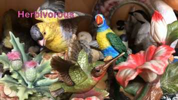 Free download 4c5 Bird Beak Display video and edit with RedcoolMedia movie maker MovieStudio video editor online and AudioStudio audio editor onlin