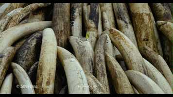Free download 4K Elephant Ivory Stockpiles in Kenya on 29th April 2016 low res screener video and edit with RedcoolMedia movie maker MovieStudio video editor online and AudioStudio audio editor onlin