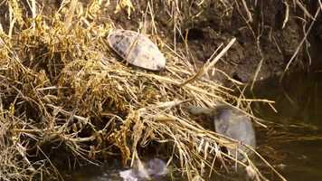 Free download 4 Seasons Trailer Short video and edit with RedcoolMedia movie maker MovieStudio video editor online and AudioStudio audio editor onlin