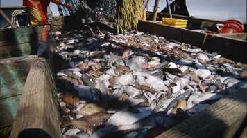 Free download 50 Years of Science, Service, and Stewardship video and edit with RedcoolMedia movie maker MovieStudio video editor online and AudioStudio audio editor onlin