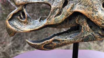 Free download 5a1 Dinosaur Teeth Scan (no sound) video and edit with RedcoolMedia movie maker MovieStudio video editor online and AudioStudio audio editor onlin