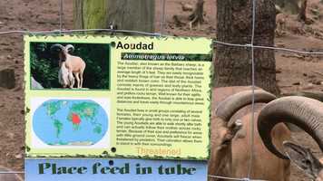 Free download 5a1 Sheep Barbary (no sound) video and edit with RedcoolMedia movie maker MovieStudio video editor online and AudioStudio audio editor onlin