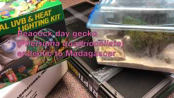 Free download 5b3 Peacock day gecko Intro video and edit with RedcoolMedia movie maker MovieStudio video editor online and AudioStudio audio editor onlin