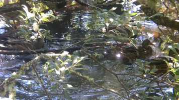 Free download 5b5 Camouflage Ducks (no voice) video and edit with RedcoolMedia movie maker MovieStudio video editor online and AudioStudio audio editor onlin