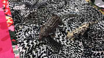 Free download 5b5 Camouflage video and edit with RedcoolMedia movie maker MovieStudio video editor online and AudioStudio audio editor onlin