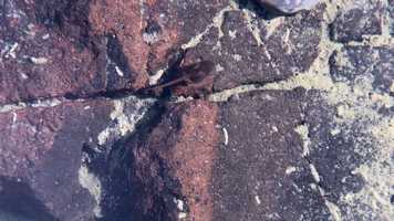 Free download 5b5 Camouflage Tadpoles (no voice) video and edit with RedcoolMedia movie maker MovieStudio video editor online and AudioStudio audio editor onlin