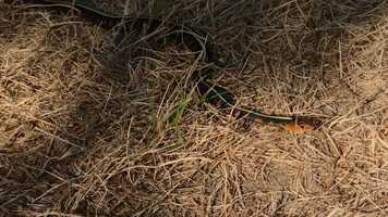 Free download 5c2 Garter Snake (no sound) video and edit with RedcoolMedia movie maker MovieStudio video editor online and AudioStudio audio editor onlin