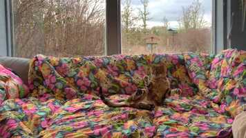 Free download 5c4 DaBirding Spots (no voice) video and edit with RedcoolMedia movie maker MovieStudio video editor online and AudioStudio audio editor onlin