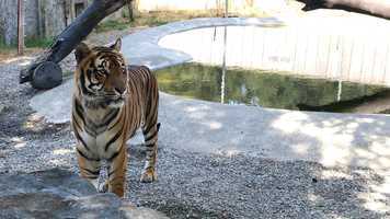 Free download 5c5 Tiger (no voice) video and edit with RedcoolMedia movie maker MovieStudio video editor online and AudioStudio audio editor onlin