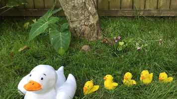 Free download 5 Little Ducks! video and edit with RedcoolMedia movie maker MovieStudio video editor online and AudioStudio audio editor onlin