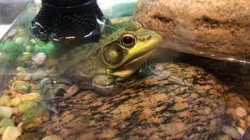 Free download 6a5 Frog Breathing (no sound) video and edit with RedcoolMedia movie maker MovieStudio video editor online and AudioStudio audio editor onlin