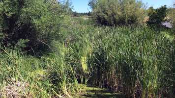 Free download 6a7 Wetlands (no voice) video and edit with RedcoolMedia movie maker MovieStudio video editor online and AudioStudio audio editor onlin