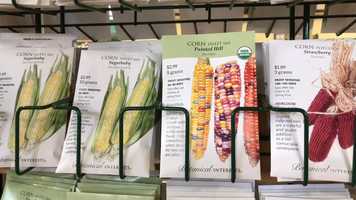 Free download 6b1 True Breeding Corn (no voice) video and edit with RedcoolMedia movie maker MovieStudio video editor online and AudioStudio audio editor onlin