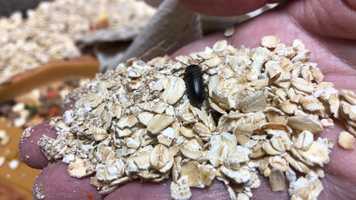 Free download 6b3 Mealworm Life Cycle (no voice) video and edit with RedcoolMedia movie maker MovieStudio video editor online and AudioStudio audio editor onlin