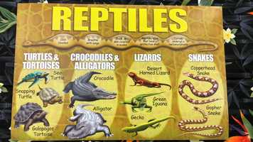 Free download 6b4 Reptiles Intro video and edit with RedcoolMedia movie maker MovieStudio video editor online and AudioStudio audio editor onlin