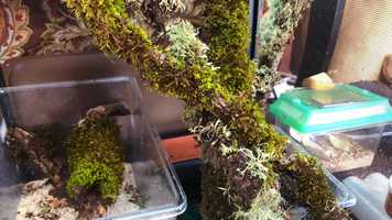 Free download 6b5 Peacock Day Gecko Habitat video and edit with RedcoolMedia movie maker MovieStudio video editor online and AudioStudio audio editor onlin