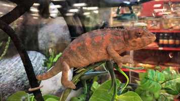 Free download 6b7 Chameleon (no sound) video and edit with RedcoolMedia movie maker MovieStudio video editor online and AudioStudio audio editor onlin