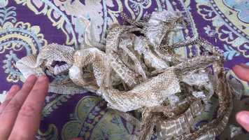 Free download 6c1 Snake Skin video and edit with RedcoolMedia movie maker MovieStudio video editor online and AudioStudio audio editor onlin