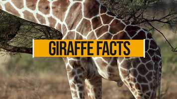 Free download 6 incredible facts about giraffes video and edit with RedcoolMedia movie maker MovieStudio video editor online and AudioStudio audio editor onlin