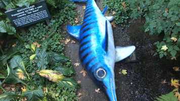 Free download 7a3 Ichthyosaur not quite a Dinosaur video and edit with RedcoolMedia movie maker MovieStudio video editor online and AudioStudio audio editor onlin