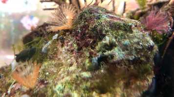 Free download 7b5 Fan Worms (no voice) video and edit with RedcoolMedia movie maker MovieStudio video editor online and AudioStudio audio editor onlin