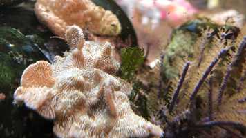 Free download 7b5 ID-g (no sound) video and edit with RedcoolMedia movie maker MovieStudio video editor online and AudioStudio audio editor onlin