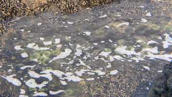 Free download 7b5 Tide Pool (no voice) video and edit with RedcoolMedia movie maker MovieStudio video editor online and AudioStudio audio editor onlin