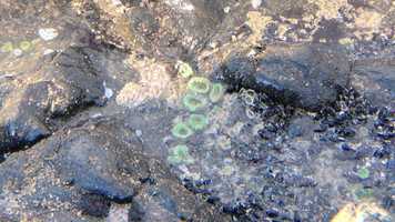 Free download 7c1 Tide Pool b (no voice) video and edit with RedcoolMedia movie maker MovieStudio video editor online and AudioStudio audio editor onlin