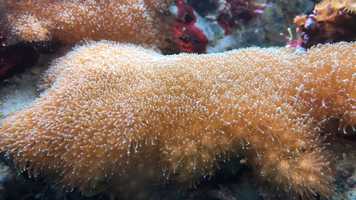 Free download 7c3 Coral (no sound) video and edit with RedcoolMedia movie maker MovieStudio video editor online and AudioStudio audio editor onlin