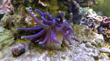 Free download 7c5 Anemone Feeding (no voice) video and edit with RedcoolMedia movie maker MovieStudio video editor online and AudioStudio audio editor onlin