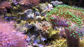 Free download 7c5 Coral Scan (no sound) video and edit with RedcoolMedia movie maker MovieStudio video editor online and AudioStudio audio editor onlin