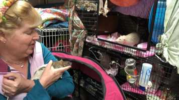 Free download 8b3 Rats and Research video and edit with RedcoolMedia movie maker MovieStudio video editor online and AudioStudio audio editor onlin