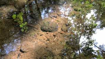 Free download 8c4 Stream Benthic (no sound) video and edit with RedcoolMedia movie maker MovieStudio video editor online and AudioStudio audio editor onlin