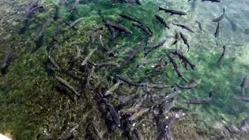 Free download 8c5 Fish Hatchery Trout (no voice) video and edit with RedcoolMedia MovieStudio video editor online and AudioStudio audio editor onlin