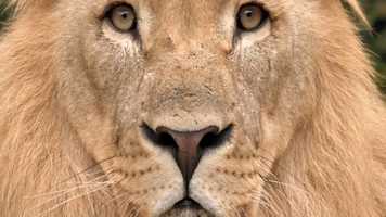 Free download 배달의민족의 91번째 잡지테러 - 내셔널지오그래픽 (91th Magazine Advertisement, 2020) video and edit with RedcoolMedia movie maker MovieStudio video editor online and AudioStudio audio editor onlin