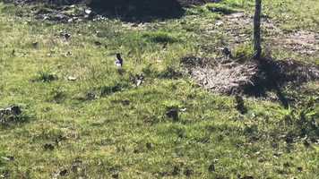 Free download 9a3 Spring Robin (no voice) video and edit with RedcoolMedia movie maker MovieStudio video editor online and AudioStudio audio editor onlin