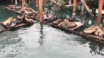 Free download 9b1 Sea Lions D (no voice) video and edit with RedcoolMedia movie maker MovieStudio video editor online and AudioStudio audio editor onlin
