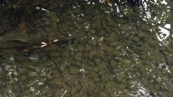 Free download 9b2 Salmon In Stream (no voice) video and edit with RedcoolMedia movie maker MovieStudio video editor online and AudioStudio audio editor onlin