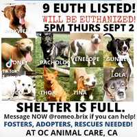 Free download #A1721647 GUNNER - Networking � URGENT � Rescue � Adopt � Rehome video and edit with RedcoolMedia movie maker MovieStudio video editor online and AudioStudio audio editor onlin