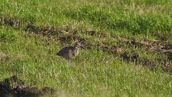 Free download Abbeystead wildlife film video and edit with RedcoolMedia movie maker MovieStudio video editor online and AudioStudio audio editor onlin