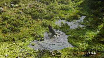 Free download A bears day off video and edit with RedcoolMedia movie maker MovieStudio video editor online and AudioStudio audio editor onlin