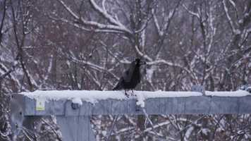 Free download A Crow In Winter Stock Video video and edit with RedcoolMedia movie maker MovieStudio video editor online and AudioStudio audio editor onlin