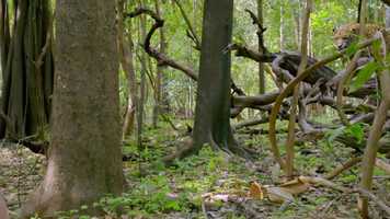 Free download (ACTOR) PROFESSOR SHONKU O ELDORADO video and edit with RedcoolMedia movie maker MovieStudio video editor online and AudioStudio audio editor onlin