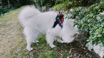 Free download A Day Trip to Mount Wilson in Autumn video and edit with RedcoolMedia movie maker MovieStudio video editor online and AudioStudio audio editor onlin