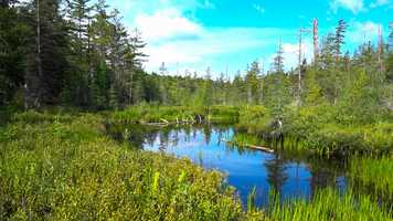 Free download Adirondack Wetlands: Barnum Brook (20 July 2019) video and edit with RedcoolMedia movie maker MovieStudio video editor online and AudioStudio audio editor onlin