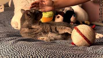 Free download Adolfa video and edit with RedcoolMedia movie maker MovieStudio video editor online and AudioStudio audio editor onlin