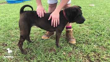 Free download Adopt Zoe video and edit with RedcoolMedia movie maker MovieStudio video editor online and AudioStudio audio editor onlin