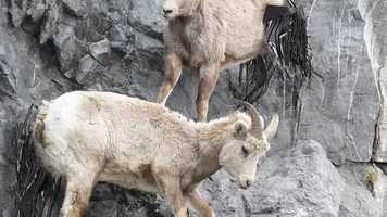 Free download Advanced Robotic Fabrication 2018: Super Animal Prosthetic, Capra Articula video and edit with RedcoolMedia movie maker MovieStudio video editor online and AudioStudio audio editor onlin